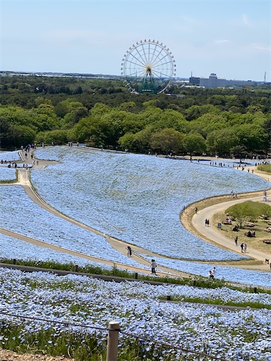 みはらしの丘ネモフィラ