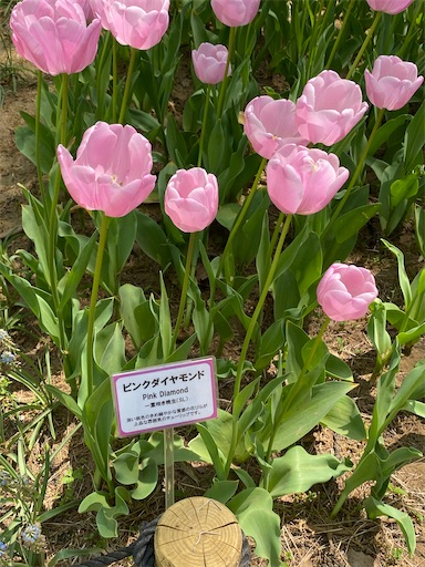 国営ひたち海浜公園チューリップピンクダイヤモンド