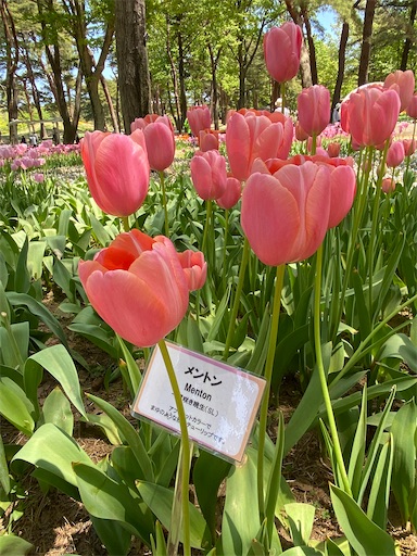 国営ひたち海浜公園チューリップメントン